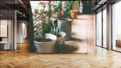 A small plant pot displayed in the window Wall mural