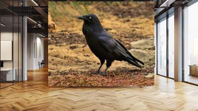 Australian Raven Wall mural