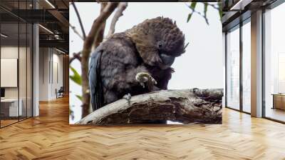 Glossy Black-Cockatoo in New South Wales Australia Wall mural