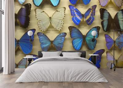 butterfly collection Wall mural