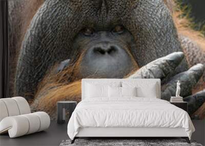 Surprised orangutan facial expression. Wall mural