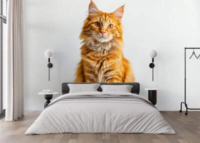 A cat with orange fur is sitting on a white background. The cat has a curious expression on its face , ai Wall mural