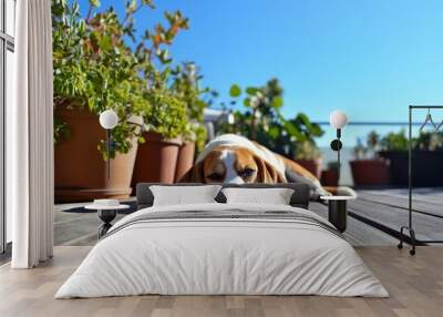 A relaxed beagle lying on a wooden deck, surrounded by potted plants, with a clear blue sky above. , ai Wall mural