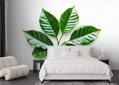 Green coffee leaves isolated on a white background, ai Wall mural