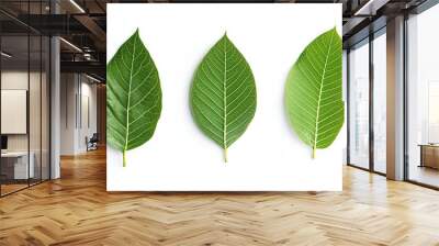 Walnut leaves collection. Leaves top view isolated. Green walnut leaf on white background. Flat lay leaf with clipping path. Full depth of field. Perfect not AI walnut leaf, true photo, ai Wall mural