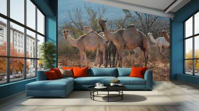 East African Camels grazing in the sun Wall mural