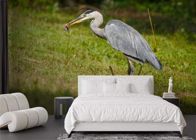 grey heron with a mouse in its beak on a green meadow Wall mural