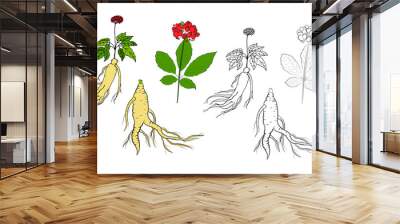 Drawing of leaves and root of ginseng. Ginseng root and berry vector drawing. A sketch of a medicinal plant. Linear graphic design.  Wall mural