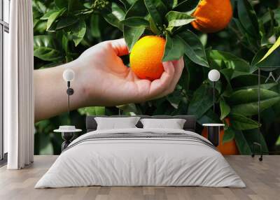 Orange, rich in Vitamin C Wall mural