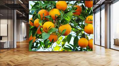 oranges on tree Wall mural