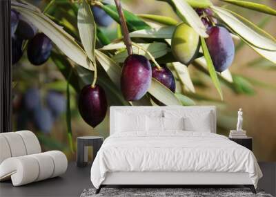 ripe olives on the branch of olive tree Wall mural