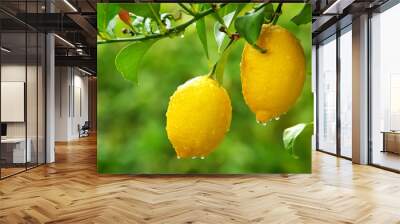 yellow lemons hanging on tree Wall mural