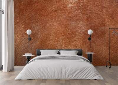 Animal skin photo and background Wall mural