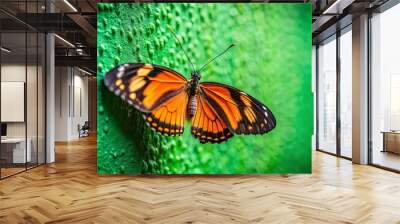 Close-up of a butterfly perched on a green wall with vibrant black and orange wings Wall mural