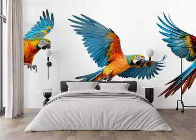 Set of three flying parrots isolated on white background, clipart. Parrot Png with transparent background, cutout. Wall mural