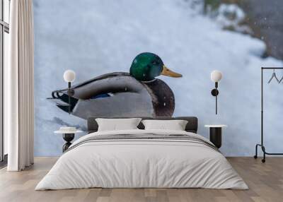 a close up of a male (drake) mallard duck in a snow Wall mural