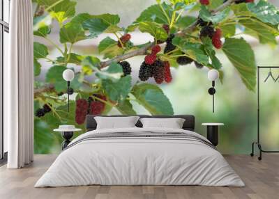 Fresh mulberry , black ripe and red unripe mulberries on the branch. Wall mural