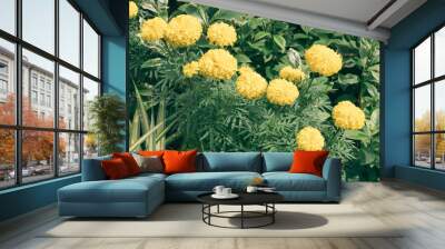 beautiful yellow marigold flowers in the garden Wall mural