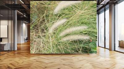 Imperata cylindrica Beauv of Feather grass in nature Wall mural