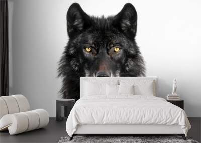 Portrait of a black wolf on white background, staring directly at the camera Wall mural