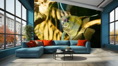 Close up angelfish in an aquarium, fresh water fish swimming. Wall mural