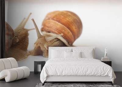 two grape snails crawl on a white background. Banner. concern for nature. Wall mural