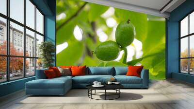 two green unripe walnuts on tree branches in summer on a gardening farm Wall mural