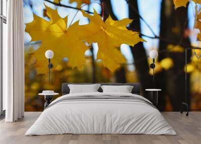 Two yellow maple leaves hanging on tree  branch on blurred background in autumn day outdoors. Wall mural