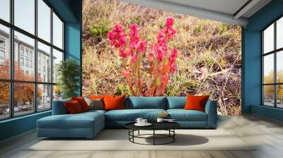 Rumex vesicarius, also known as ruby dock, or bladder dock, is a species of perennial flowering plant in the family Polygonaceae. Wall mural