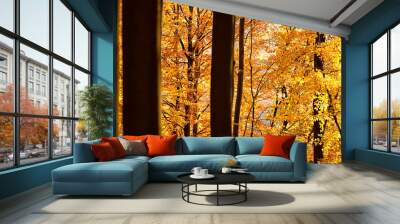 Beech Tree Forest in Fall, Germany Wall mural