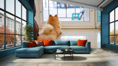 lonely Pomeranian dog is waiting for someone to open the door. cute puppy dog sitting at the front door looking outside waiting someone coming back home.  Wall mural