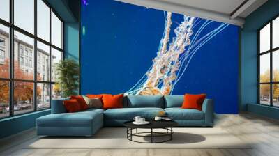 Sea life, close up shot on jellyfish floating in a clear water tank Wall mural