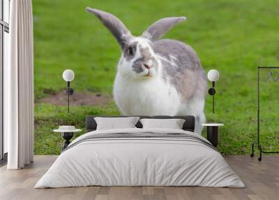 European rabbit, Common rabbit, Bunny, Oryctolagus cuniculus sitting on a meadow Wall mural