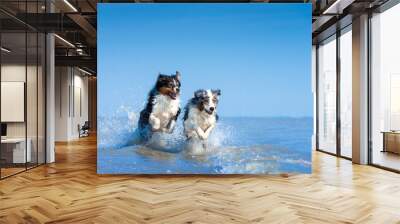 Eine Gruppe von zwei Australian Shepherds springen voller Lebensfreude durch das blaue Wasser  Wall mural