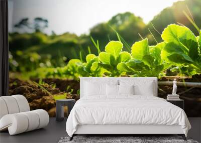 Close-up of lush green lettuce growing in a garden with sunlight, showcasing the beauty of organic farming and sustainable agriculture. Wall mural