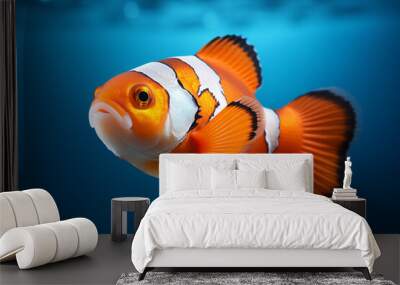 Clown fish isolated on white background Wall mural