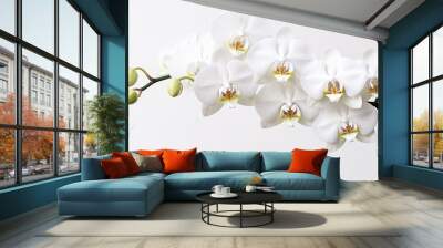 White orchid isolated on white background.Generative Ai. Wall mural