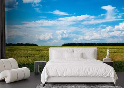 a field with two cereal crops in different colors and a blue sky. Wheat and barley. High quality photo Wall mural