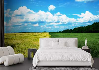 a field with two cereal crops in different colors and a blue sky. Wheat and barley. High quality photo Wall mural