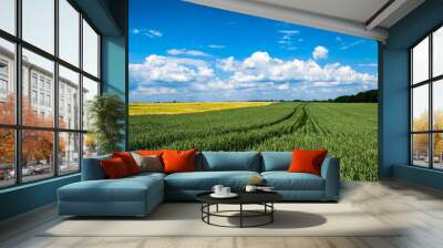 a field with two cereal crops in different colors and a blue sky. Wheat and barley. High quality photo Wall mural