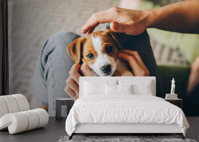 Adorable puppy Jack Russell Terrier in the owner's hands. Wall mural