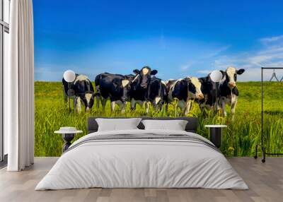 Cow herd on cow farm. Cows on a meadow Wall mural