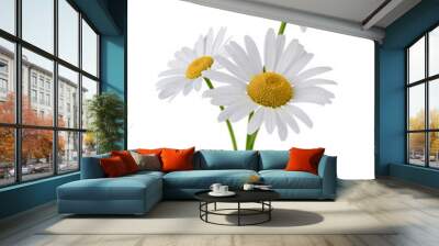 Chamomile flower bouquet isolated on transparent background. Daisy flower, medical plant. Chamomile flower for your design. Wall mural