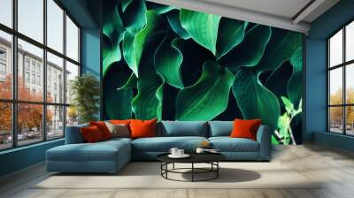 Hosta leaves background. Vivid green plant leaves. Natural juicy wallpaper Wall mural