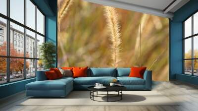 Pampas grass grows outdoor at sunset. Selective focus blurred image, nature fall season background. Autumn weather background. Wall mural