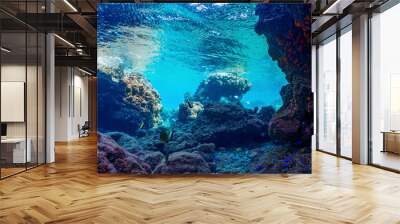 Underwater coral reef. Coral reef in underwater scene Wall mural