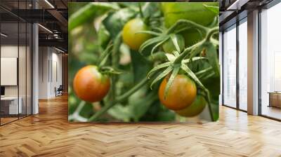 Unripe green tomatoes on branches with green leaves in a greenhouse on a sunny summer day and space for copying Wall mural