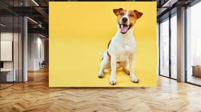 Portrait of cute funny dog jack russell terrier. Happy dog sitting on bright trendy yellow background. Free space for text. Wall mural