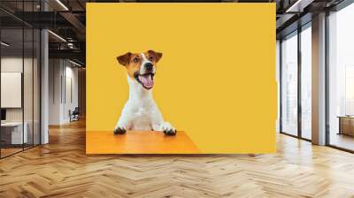 Portraite of Happy surprised dog. Top of head of Jack Russell Terrier with paws up peeking over blank golden table Smiling with tongue. Card template or Banner with copy space on yellow background. Wall mural