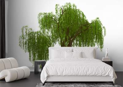 3d green tree weeping willow isolate Wall mural